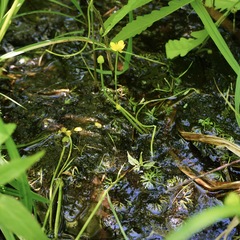 Ranunculus flabellaris