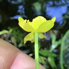 Ranunculus flabellaris