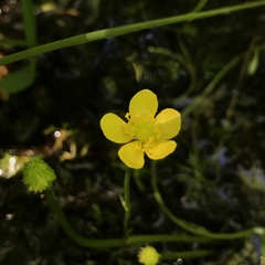 Ranunculus flabellaris