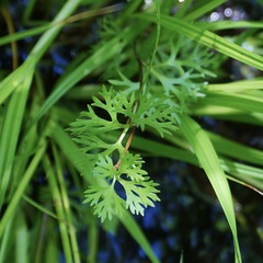 Ranunculus flabellaris