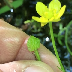 Ranunculus flabellaris