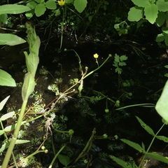 Ranunculus flabellaris