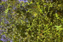 Ranunculus flabellaris