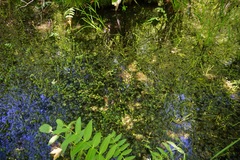 Ranunculus flabellaris