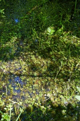 Ranunculus flabellaris