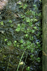 Ranunculus flabellaris