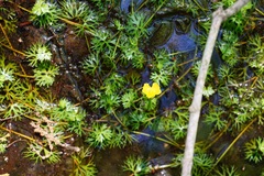 Ranunculus flabellaris
