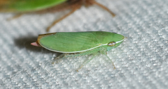 Memnonia flavida