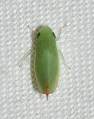 Memnonia flavida