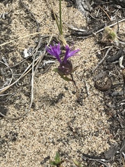 Monardella sinuata nigrescens