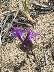 Monardella sinuata nigrescens