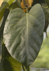 Pterygota alata