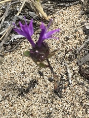 Monardella sinuata nigrescens
