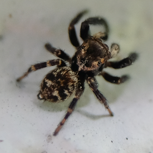 Black-palped Jumping Spider