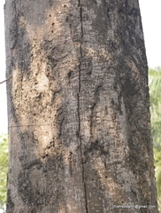 Pterygota alata