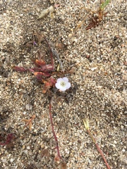 Hydrophylloideae