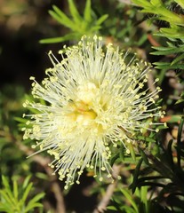 Melaleuca systena