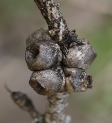 Melaleuca systena