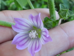 Malva nicaeensis