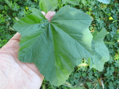 Malva nicaeensis