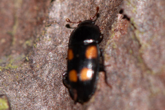 Ipidia binotata