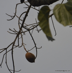 Pterygota alata