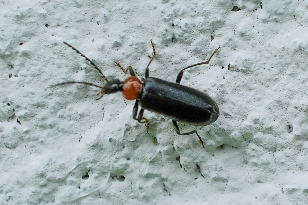 Mourning Fire-colored Beetle