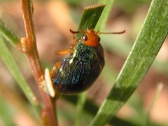 Calomela ruficeps