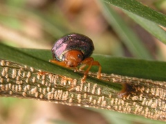 Calomela ruficeps