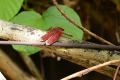 Neurothemis manadensis
