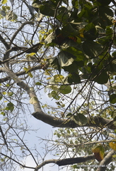 Pterygota alata