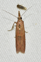 Macrorrhinia endonephele