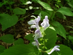 Scutellaria serrata