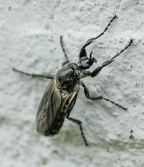 Bibio albipennis