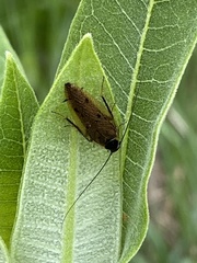 Ectobius lapponicus