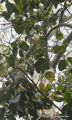 Pterygota alata