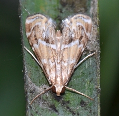Petrophila avernalis