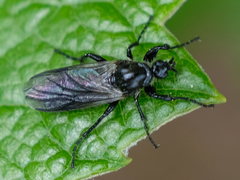 Bibio albipennis