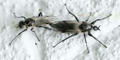 Bibio albipennis