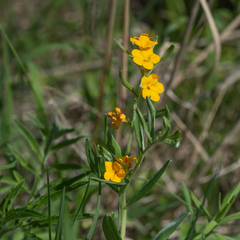 Lithospermum canescens