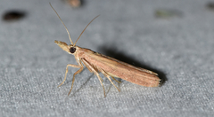 Macrorrhinia endonephele