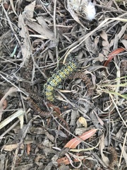 Hemileuca nevadensis