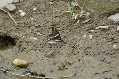 Graphium rhesus