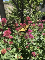 Papilio multicaudata