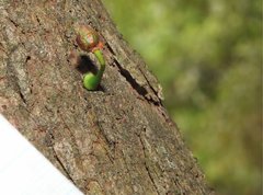 Dendrotrophe varians