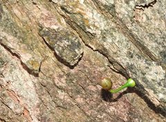 Dendrotrophe varians