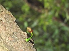 Dendrotrophe varians