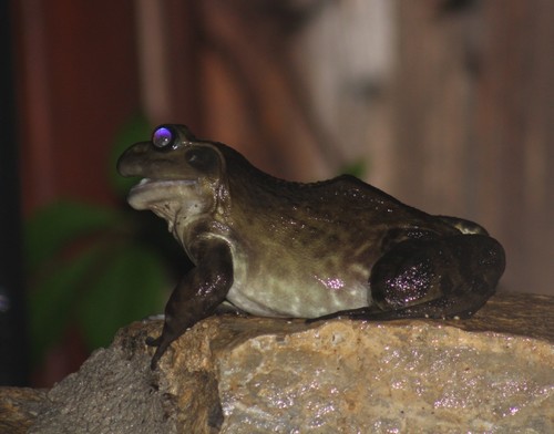 American Bullfrog photographed in New Mexico