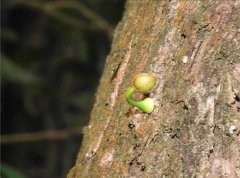 Dendrotrophe varians