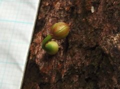 Dendrotrophe varians